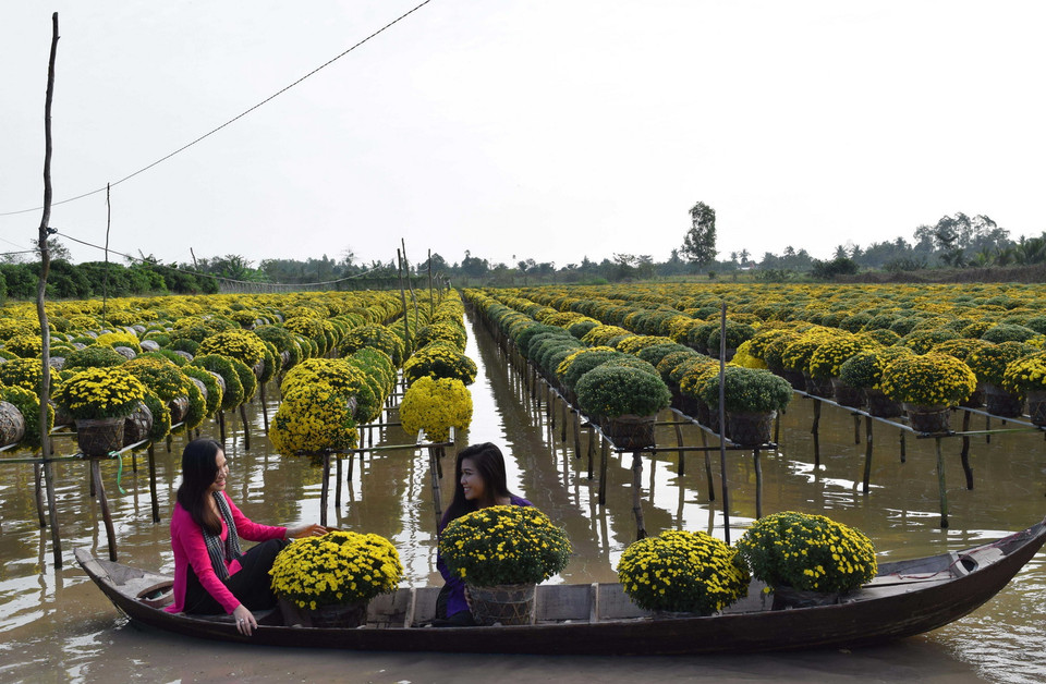 Sắc vàng của cúc mâm xôi (Đồng Tháp). (Ảnh: TTXVN)