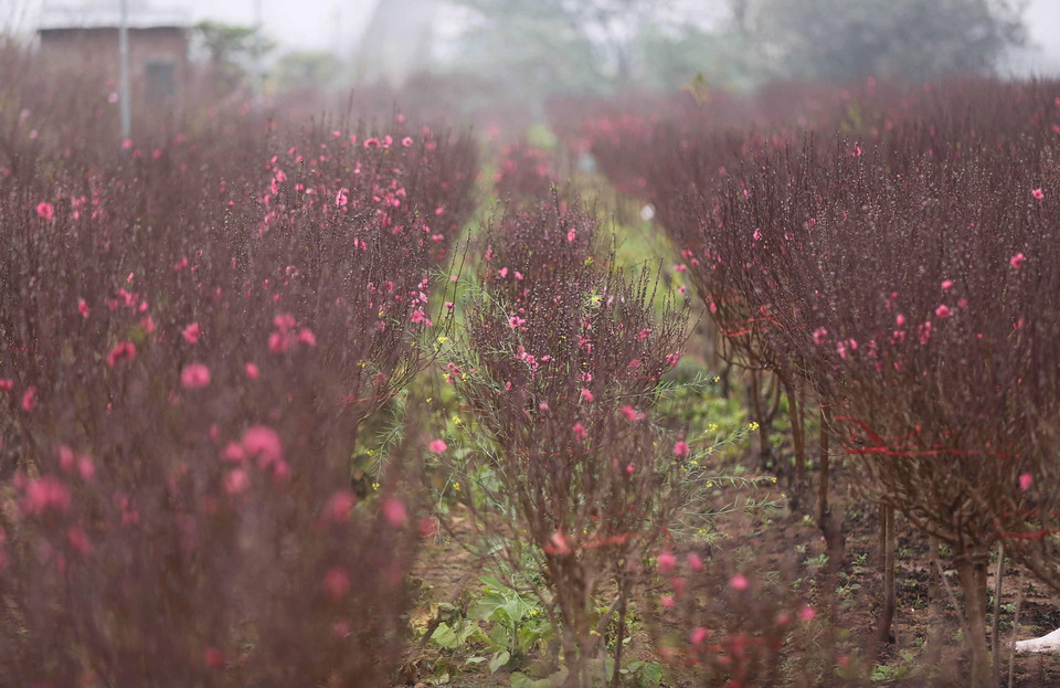 Vườn đào Mỹ Hào (Hưng Yên) sẵn sàng tung ra thị trường Tết nguyên đán Tân Sửu 2021. (Ảnh: TTXVN)