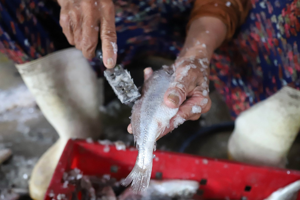 Tùy thuộc vào từng loại cá biển mà người dân có cách "xỏi vảy" (làm sạch vảy cá) khác nhau. Việc làm sạch vảy cá sẽ giúp cá mau chín khi nướng. (Ảnh: Xuân Tiến/TTXVN)