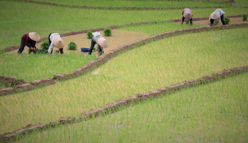 Vụ lúa mùa năm 2024, xã Khun Há đặt chỉ tiêu cấy gần 580ha lúa. (Ảnh: Nguyễn Oanh/TTXVN)