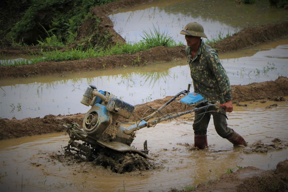 Nông dân làm đất cấy lúa khi nước đổ về ruộng bậc thang. (Ảnh: Nguyễn Oanh/TTXVN)