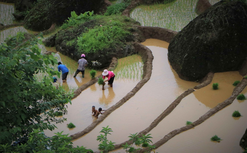 Vụ lúa mùa năm 2024, xã Khun Há đặt chỉ tiêu cấy gần 580ha lúa. (Ảnh: Nguyễn Oanh/TTXVN)