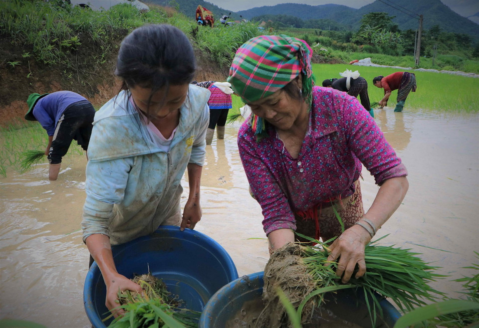 Những gia đình người Mông tập trung nhân lực, đổi công cho nhau để cấy kịp thời vụ. (Ảnh: Nguyễn Oanh/TTXVN)