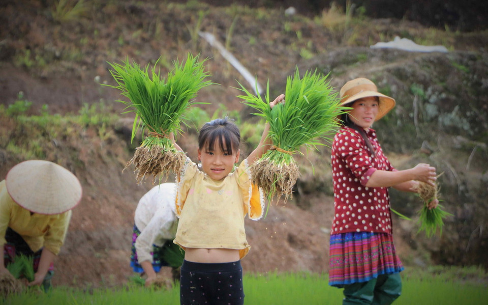 Trẻ em Mông theo mẹ lên ruộng bậc thang vào mùa cấy. (Ảnh: Nguyễn Oanh/TTXVN)