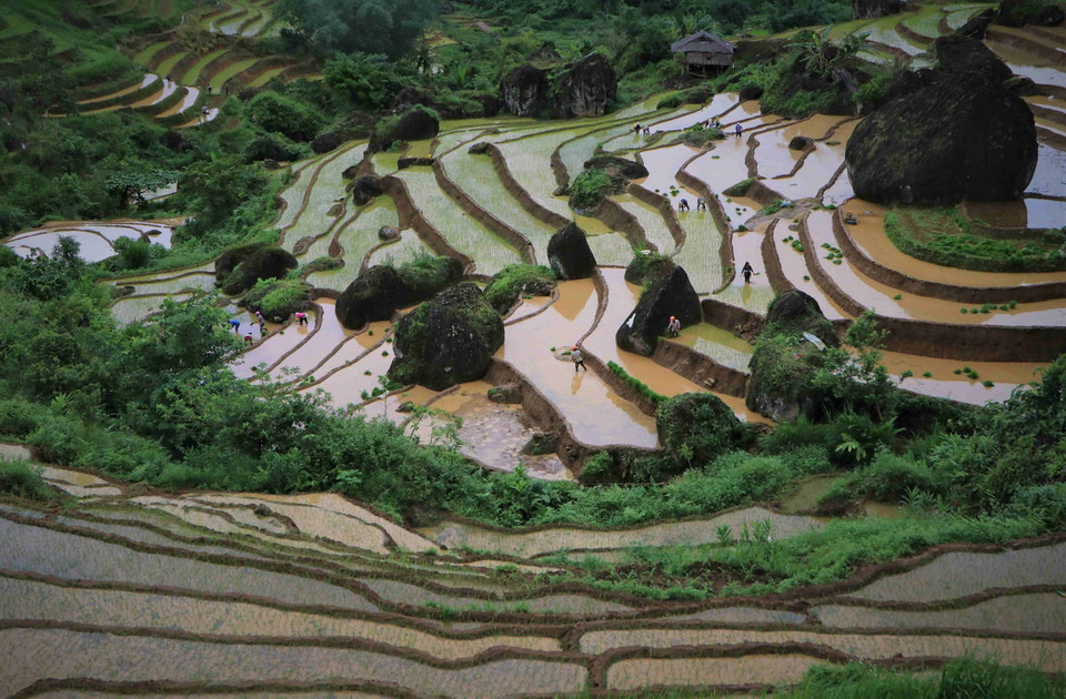 Ruộng bậc thang quanh co, uốn lượn theo sườn núi. (Ảnh: Nguyễn Oanh/TTXVN)