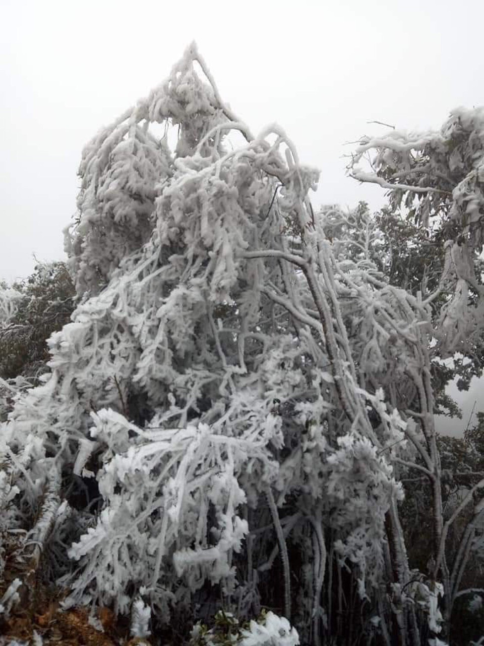 Băng giá phù dày trên cành cây ở đỉnh đèo Khau Phạ. (Ảnh: Tuấn Anh/TTXVN)
