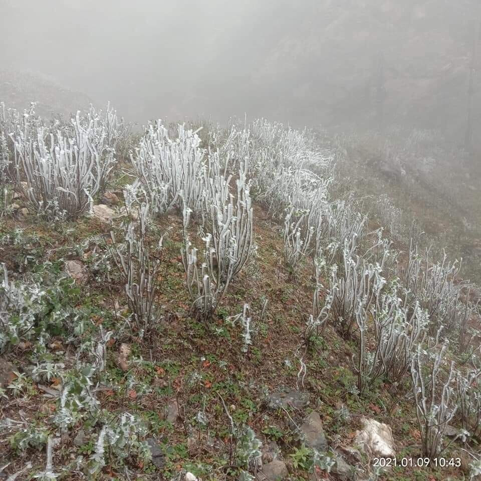 Băng giá phù dày trên cành cây ở đỉnh đèo Khau Phạ. (Ảnh: Tuấn Anh/TTXVN)