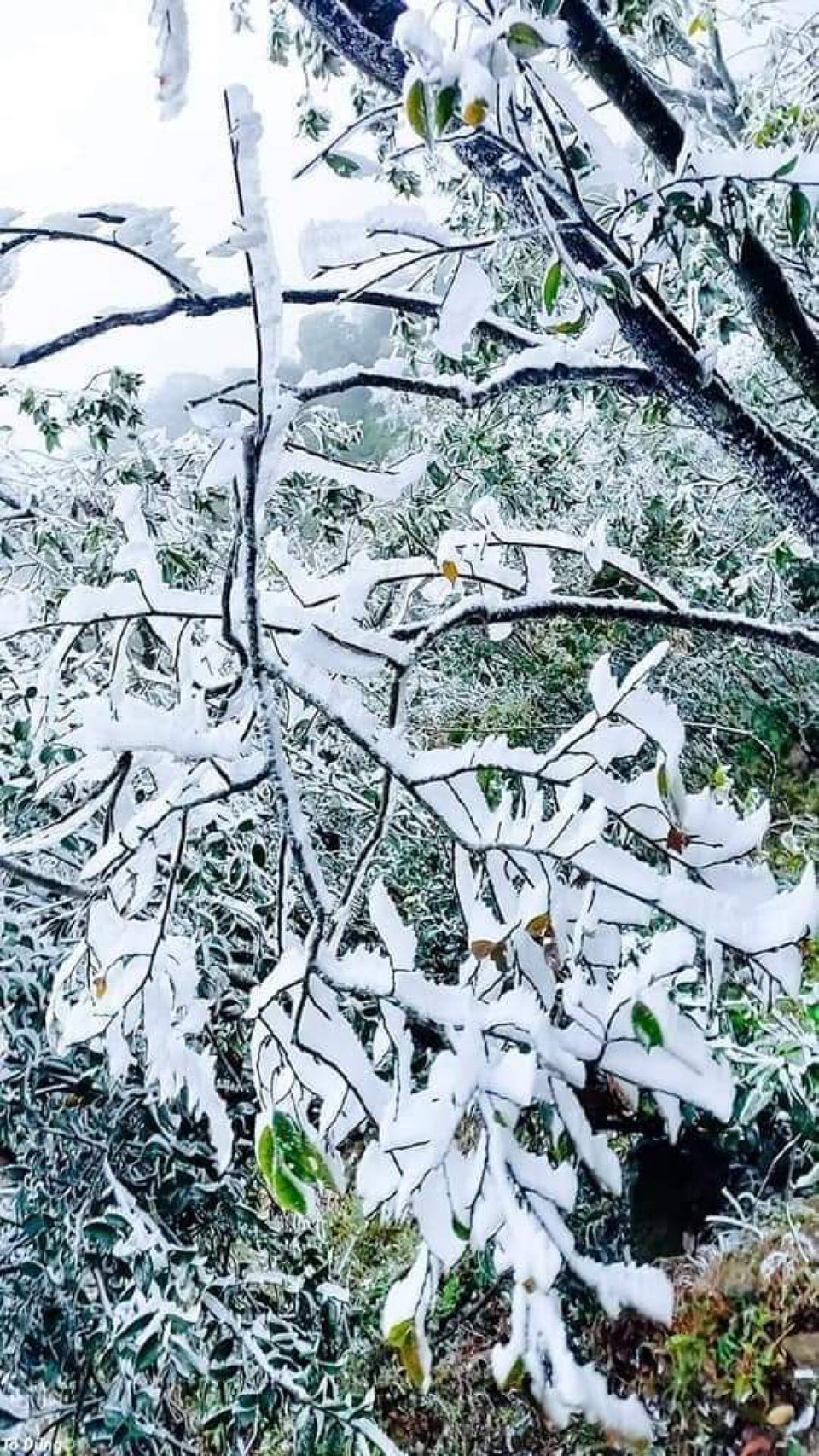 Băng giá phù dày trên cành cây ở đỉnh đèo Khau Phạ. (Ảnh: Tuấn Anh/TTXVN)