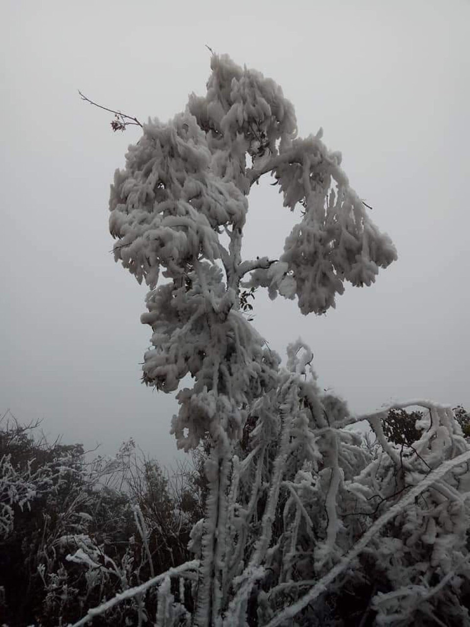 Băng giá phù dày trên cành cây ở đỉnh đèo Khau Phạ. (Ảnh: Tuấn Anh/TTXVN)