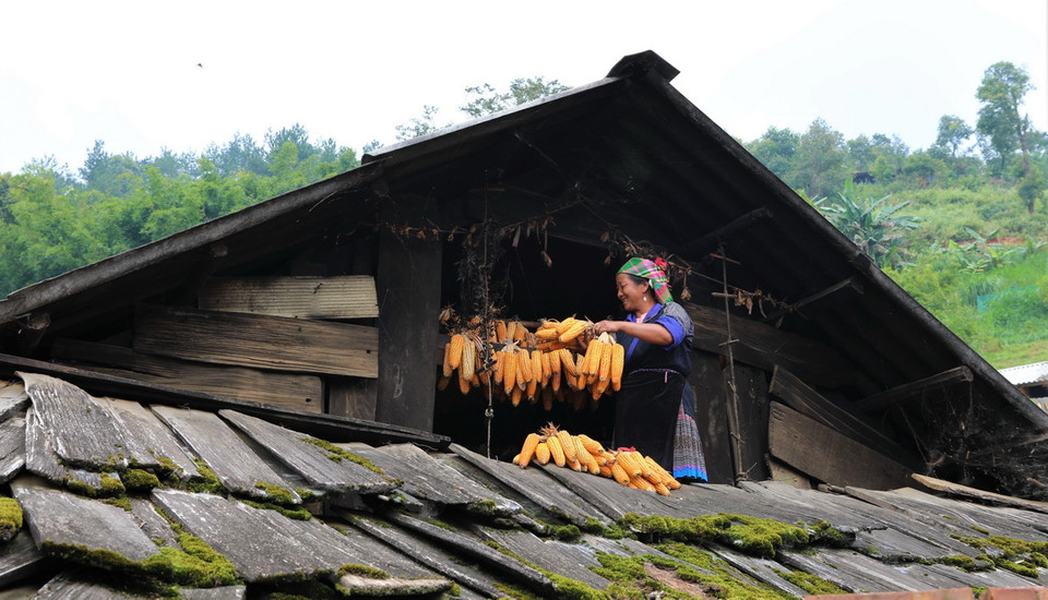 Du khách sẽ bắt gặp những dãy ngô vàng rực rỡ bên hiên nhà của đồng bào Mông ở Mù Cang Chải. (Ảnh: Tuấn Anh/TTXVN)