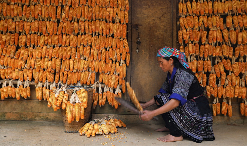 Anh Súa đặt tên cho ngôi nhà này là Nhà ngô Màng Mủ bởi nét văn hóa đặc trưng của người đồng bào nơi đây, với hàng nghìn bắp ngô vàng óng được buộc cẩn thận treo lên khắp nhà. (Ảnh: Tuấn Anh/TTXVN)