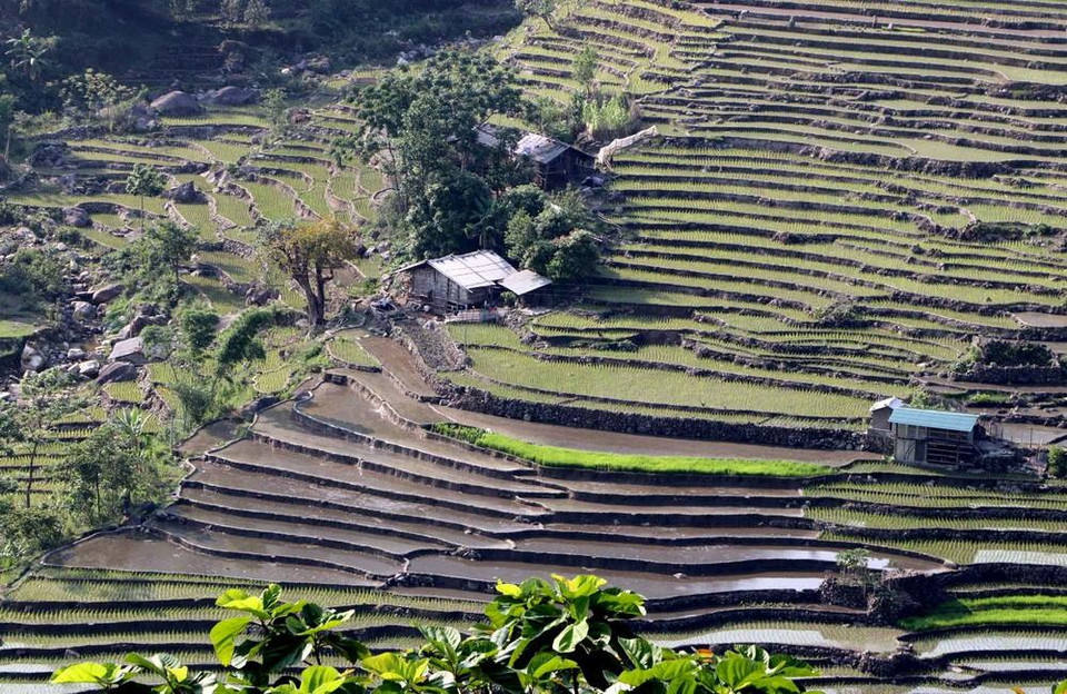 Những thửa ruộng bậc thang nhìn hút tầm mắt tại khu vực xã biên giới Vàng Ma Chải huyện Phong Thổ uốn lượn như những tác phẩm nghệ thuật. (Ảnh: Quý Trung/TTXVN)