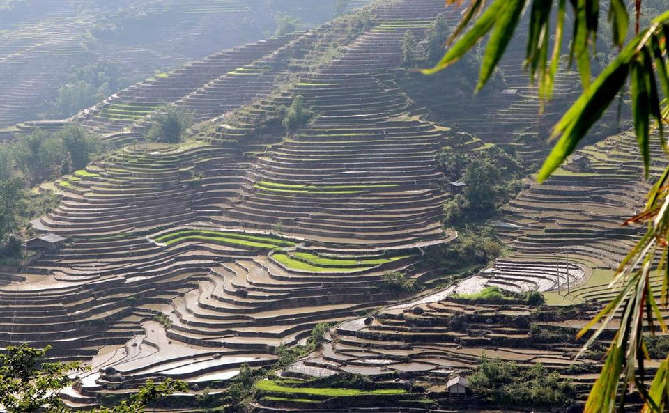 Những thửa ruộng bậc thang nhìn hút tầm mắt tại khu vực xã biên giới Vàng Ma Chải huyện Phong Thổ uốn lượn như những tác phẩm nghệ thuật. (Ảnh: Quý Trung/TTXVN)