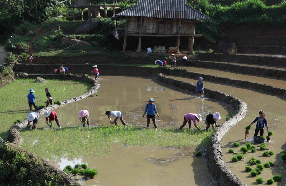 Người dân tập trung cấy trên những cánh đồng đã no đầy nước trời tại xã Tả Lèng huyện Tam Đường tỉnh Lai Châu. (Ảnh: Quý Trung/TTXVN)