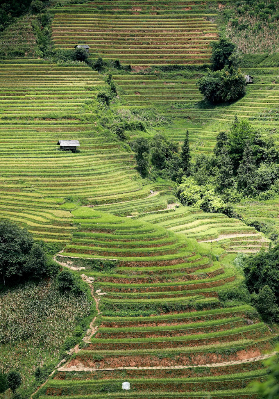 Năm 2018, một tờ báo nổi tiếng của Anh (Telegraph) đã công bố 12 ruộng bậc thang đẹp nhất thế giới. Trong đó, Ruộng Bậc thang Mù Cang Chải là một trong hai đại diện của Việt Nam được lọt vào danh sách này. (Ảnh: Nhật Anh/TTXVN)