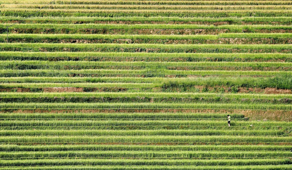 Những nếp ruộng bậc thang đều tăm tắp như một bức tranh kiệt tác của con người với thiên nhiên. (Ảnh: Nhật Anh/TTXVN)