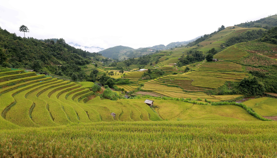 Danh thắng Quốc gia Ruộng Bậc thang Mù Cang Chải nói riêng và vùng Tây Bắc nói chung không chỉ là một vựa lúa, một một bức tranh thiên nhiên kỳ vĩ. (Ảnh: Nhật Anh/TTXVN)