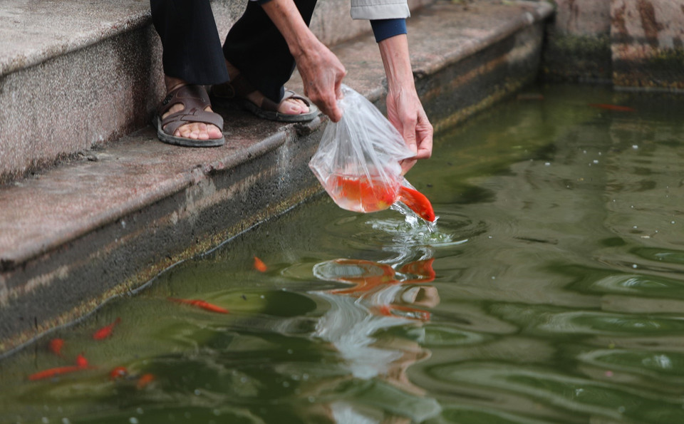 Năm nay người dân thả cá chép để tiễn đưa ông Táo về trời đã có ý thức hơn trong việc thả cá không vứt lại túi nilon xuống nước. (Ảnh: Thành Đạt/TTXVN)