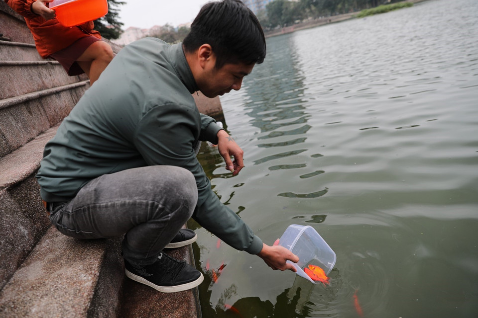 Người Việt thả cá chép để tiễn đưa ông Táo về trời, cầu mong năm mới bình an, thuận lợi. (Ảnh: Thành Đạt/TTXVN)
