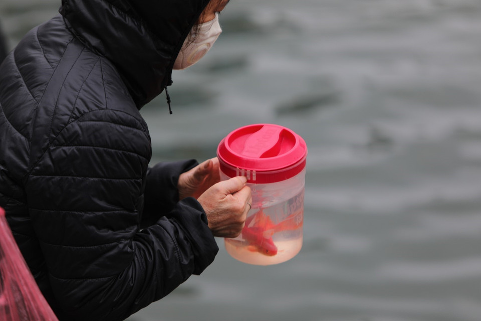 Thả cá chép để tiễn đưa ông Táo về trời, cầu mong năm mới bình an, thuận lợi. (Ảnh: Thành Đạt/TTXVN)