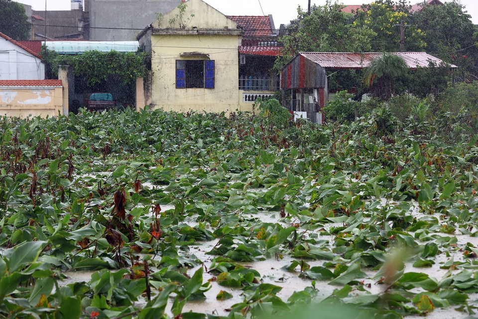 Hoa màu của người dân xã Thọ An, huyện Đan Phượng chìm trong biển nước (ảnh chụp lúc 12h28). (Ảnh: Huy Hùng/TTXVN)