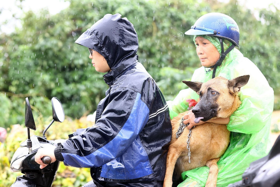 Người dân xã Thọ An (huyện Đan Phượng) chuyển vật nuôi khỏi vùng ngập (ảnh chụp lúc 12h20). (nh: Huy Hùng/TTXVN)