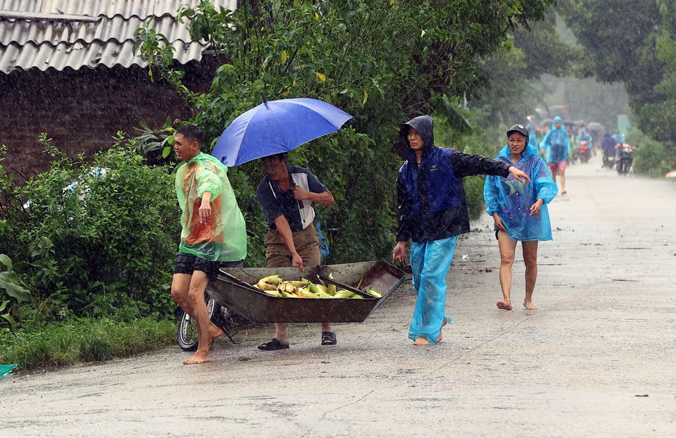Người dân huyện Đan Phượng tranh thủ thu hoạch hoa màu (ảnh chụp lúc 12h30). (Ảnh: Huy Hùng/TTXVN)