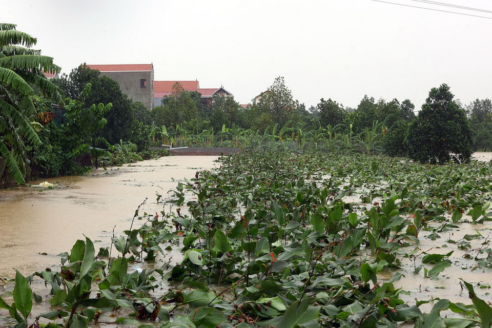 Nhiều diện tích hoa màu của nhân dân xã Trung Châu (huyện Đan Phượng) chìm trong biển nước (ảnh chụp lúc 12h19). (Ảnh: Huy Hùng/TTXVN)