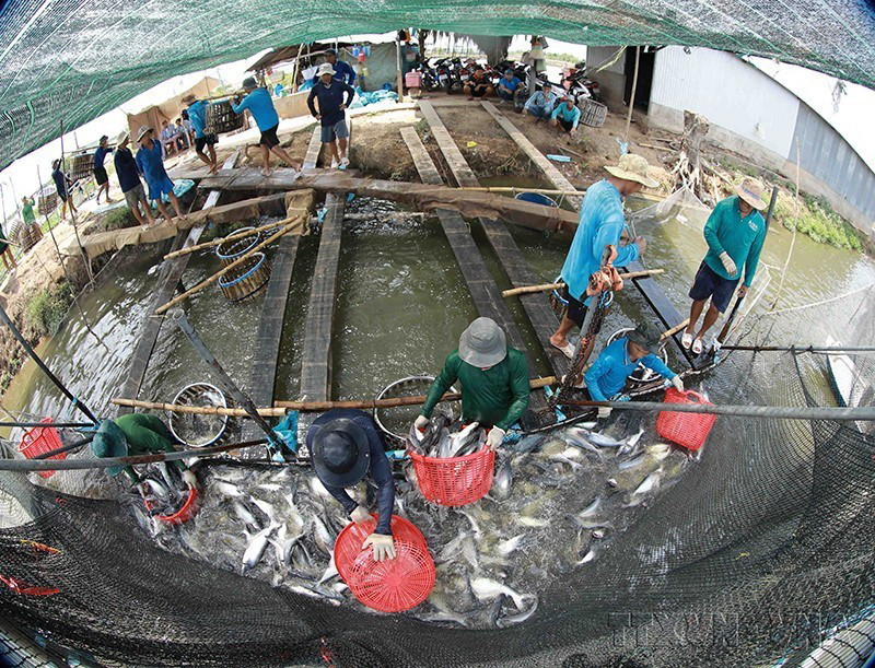  Nuôi cá tra cung cấp cho các doanh nghiệp chế biến xuất khẩu tại huyện Châu Thành, tỉnh An Giang. (Ảnh: Vũ Sinh/TTXVN)