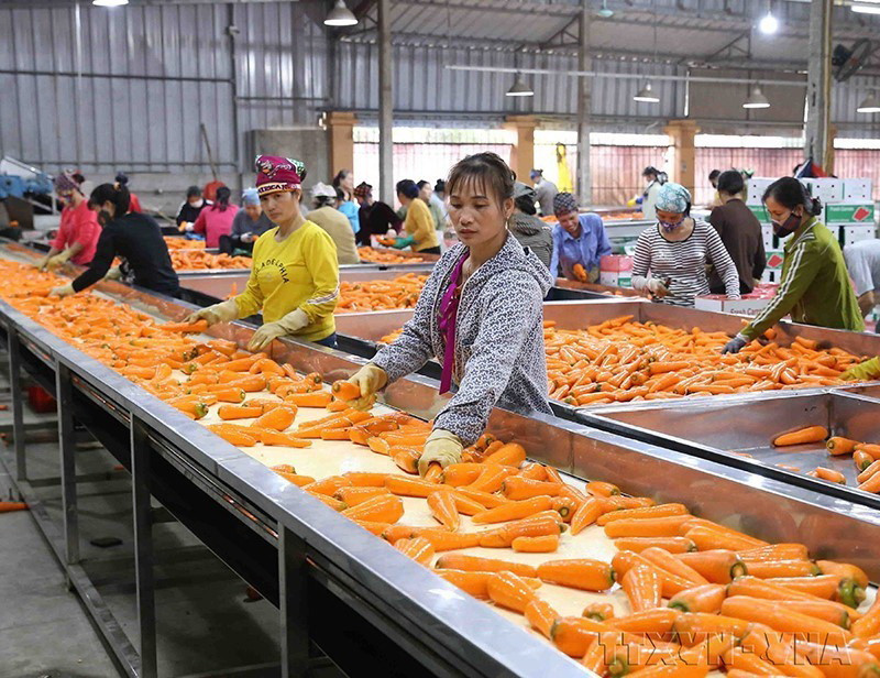  Công ty Cổ phần Chế biến Nông sản thực phẩm Tân Hương (Hải Dương) thu mua, chế biến, xuất khẩu cà rốt sang thị trường Hàn Quốc, Nhật Bản, Malaysia, Trung Đông. (Ảnh: Vũ Sinh/TTXVN)