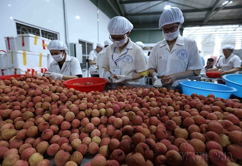  Sơ chế quả vải tươi phục vụ xuất khẩu sang Australia và Nhật Bản tại Công ty CP XNK thực phẩm Toàn Cầu, tỉnh Bắc Giang. (Ảnh: Danh Lam/TTXVN)