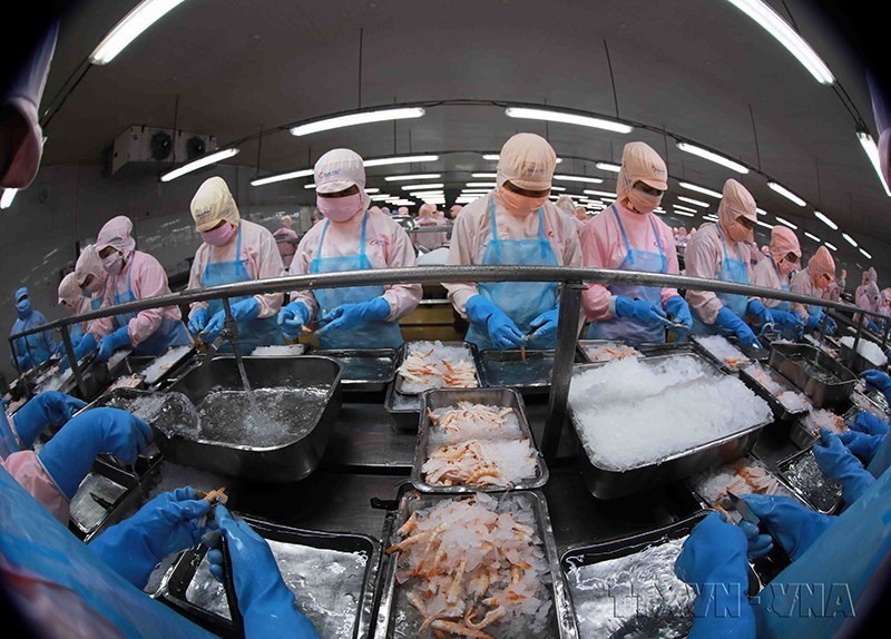 Dây chuyền chế biến tôm đông lạnh xuất khẩu của Công ty CP thủy sản Minh Phú Hậu Giang ở KCN Sông Hậu, tỉnh Hậu Giang. (Ảnh: Vũ Sinh/TTXVN)