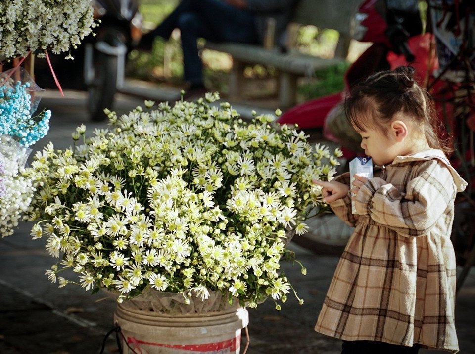 Hoa cúc hoạ mi là loài hoa đặc trưng xuất hiện vào cuối Thu đầu Đông. (Ảnh: Khánh Hoà/TTXVN)