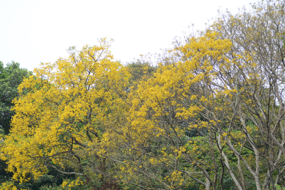 Cây Lim xẹt, loài cây đặc trưng trên bán đảo Sơn Trà nở vàng rực vào cuối tháng 3. (Ảnh: Văn Dũng/TTXVN)