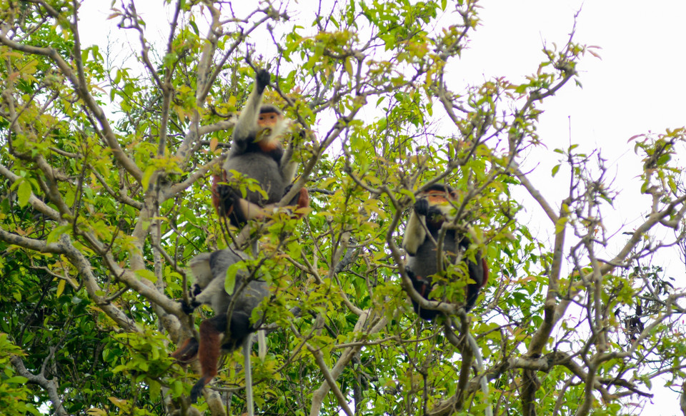 Đây là ngôi nhà của 531 loài động vật, trong đó có 24 loài quý hiếm có trong Sách Đỏ Việt Nam. (Ảnh: Văn Dũng/TTXVN)