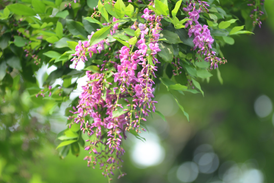 Cây hoa Thàn mát loài cây thân gỗ nhỏ, tán dày, có màu hoa tím tại bán đảo Sơn Trà. (Ảnh: Văn Dũng/TTXVN)