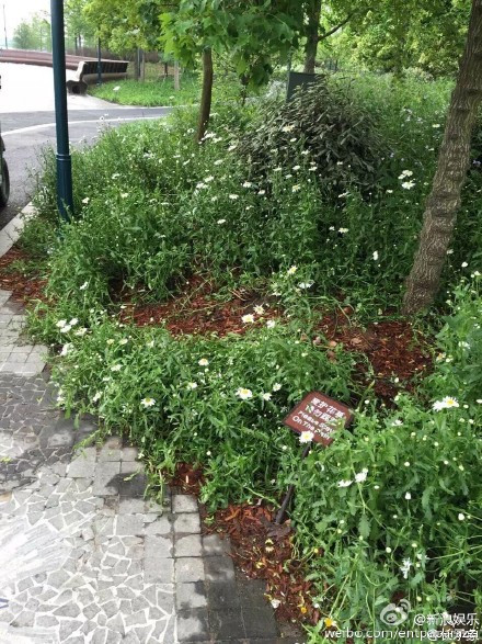  Và biển báo không dẫm lên hoa bị đạp đổ không thương tiếc. (Nguồn: Shanghaiist)