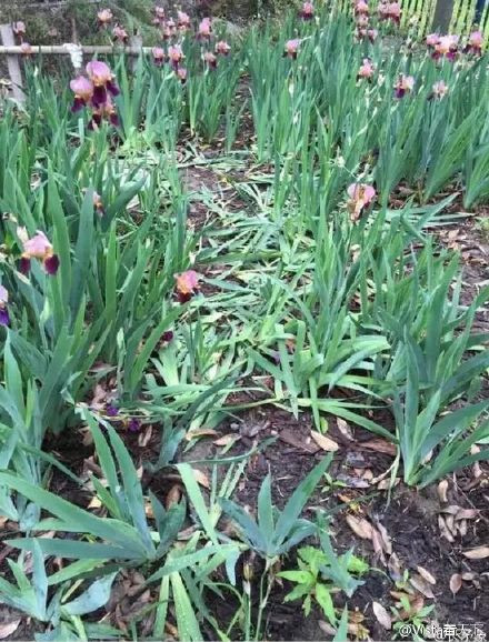  Các vu vườn đẹp đẽ ở đây bị du khách thi nhau dẫm đạp không thương tiếc. (Nguồn: Shanghaiist)