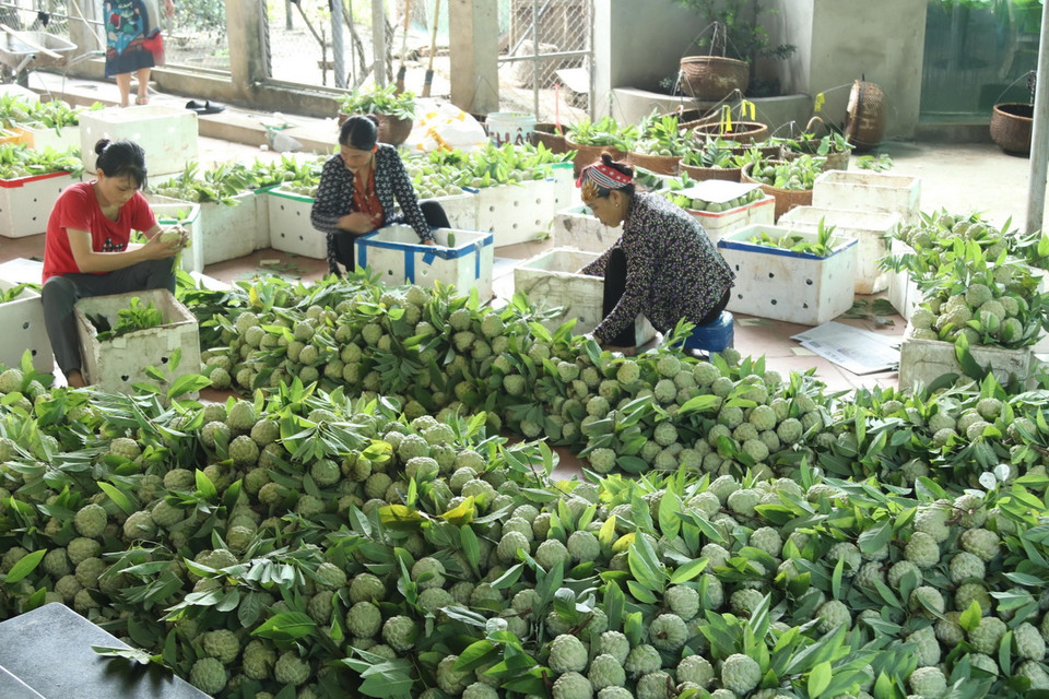 Na Chi Lăng được đóng gói bảo quản vào thùng xốp sau khi thu hái tập trung để gửi đến các nơi tiêu thụ. (Ảnh: Quang Duy/TTXVN)