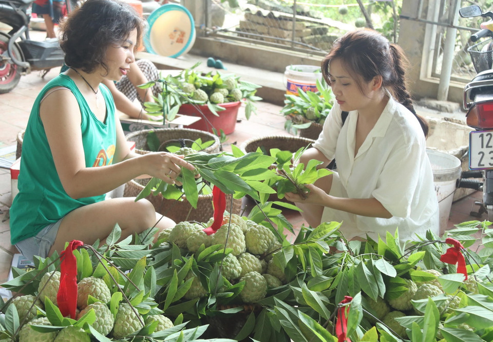 Khách du lịch vào vùng thu hái tập trung Na Chi Lăng để thưởng thức và lựa chọn mua những quả Na đẹp làm quà. (Ảnh: Quang Duy/TTXVN)