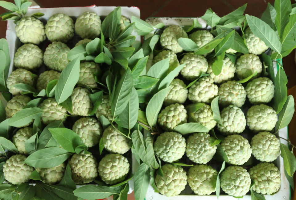 Na Chi Lăng hiện đang vào đầu vụ thu hoạch nên không khí buôn bán tại các vùng trồng trên địa bàn huyện Chi Lăng luôn tấp nập. Giá na hiện được các thương lái thu mua từ 35.000-50.000 đồng/kg, loại quả to đẹp có thể lên tới 60.000-80.000 đồng/kg.. (Ảnh: Quang Duy/TTXVN)