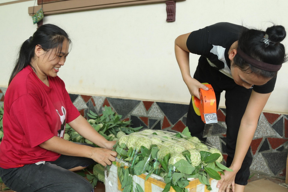 Nông dân xã Chi Lăng, huyện Chi Lăng (Lạng Sơn) đóng gói na. (Ảnh: Quang Duy/TTXVN)