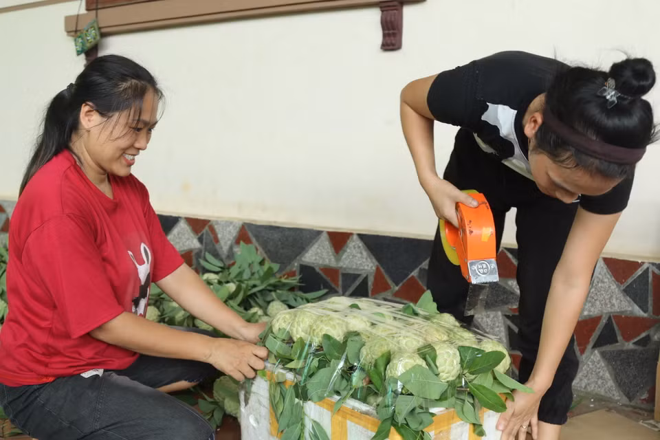 Nông dân xã Chi Lăng, huyện Chi Lăng (Lạng Sơn) đóng gói na. (Ảnh: Quang Duy/TTXVN)