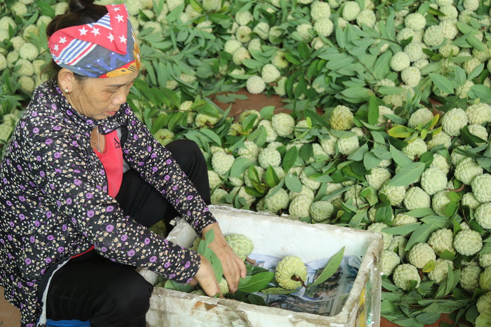 Huyện Chi Lăng (Lạng Sơn) có tổng diện tích trồng na hơn 2.500ha, trong đó, diện tích đang cho thu hoạch khoảng 2.000ha. (Ảnh: Quang Duy/TTXVN)