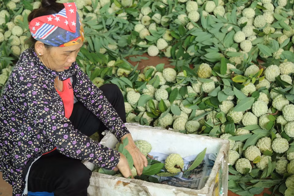 Huyện Chi Lăng (Lạng Sơn) có tổng diện tích trồng na hơn 2.500ha, trong đó, diện tích đang cho thu hoạch khoảng 2.000ha. (Ảnh: Quang Duy/TTXVN)