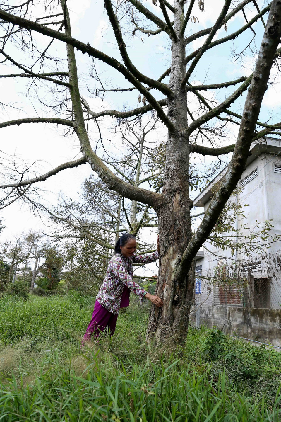 Chị Đặng Thị Nhiều ở ấp 12, xã Long Trung, huyện Cai Lậy bên cây sầu riêng hơn 10 năm tuổi không thể phục hồi được vì bị nhiễm mặn từ nhiều ngày trước đó. (Ảnh: Vũ Sinh/TTXVN)