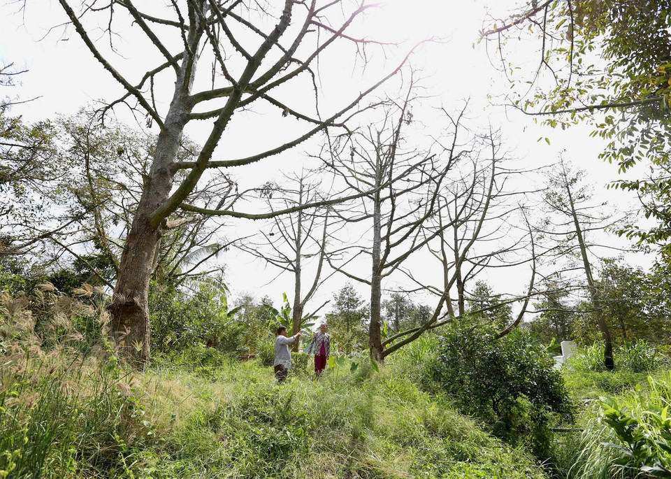 Chị Đặng Thị Nhiều ở ấp 12, xã Long Trung, huyện Cai Lậy cùng cán bộ Hội nông dân tỉnh Tiềng Giang đi kiểm tra thực tế diện tích vườn sầu riêng hơn 10 năm tuổi của gia đình không thể phục hồi được vì đã bị nhiễm mặn từ nhiều ngày trước đó. (Ảnh: Vũ Sinh/TTXVN)