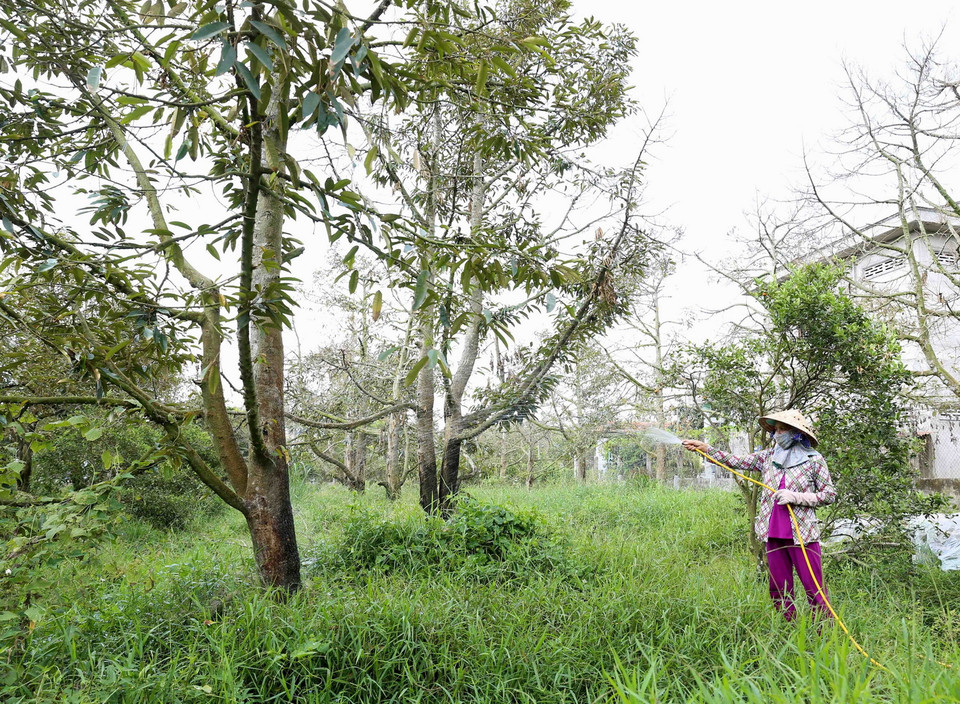 Cây sầu riêng trên 5 năm tuổi được cung cấp 100 lít/cây/lần, tháng tưới 4 lần (tương đương 80m3/ha/lần/tháng), cây sầu riêng dưới 5 năm tuổi được cung cấp 50 lít/cây/lần, tháng tưới 4 lần (tương đương 40m3/ha/lần/tháng). (Ảnh: Vũ Sinh/TTXVN)