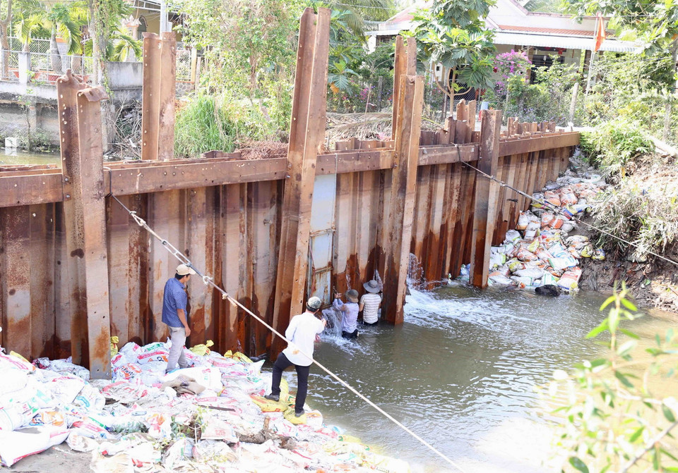 Lực lượng chức năng gia cố lại đập tạm ngăn mặn ở xã Vĩnh Kim, huyện Châu Thành. (Ảnh: Vũ Sinh/TTXVN)