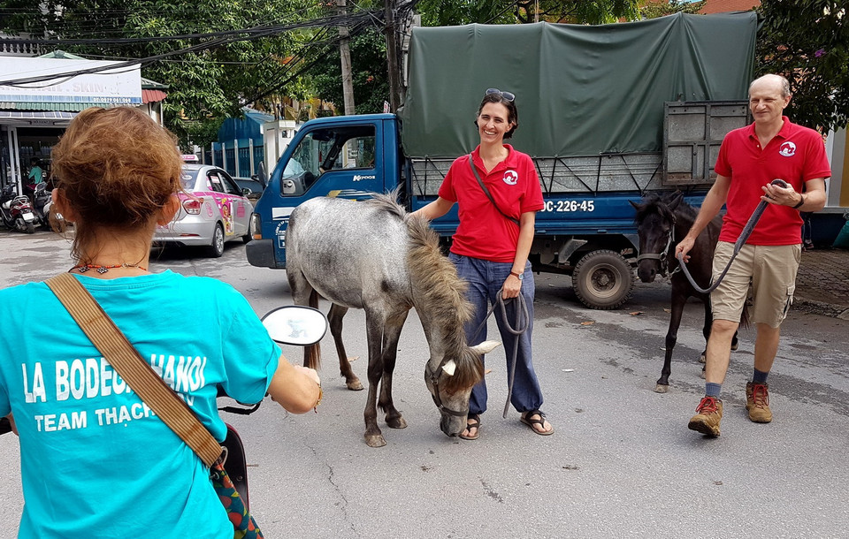 Những chú ngựa được một gia đình chở đến chợ bằng xe tải. (Ảnh: Ngọc Hà/TTXVN)